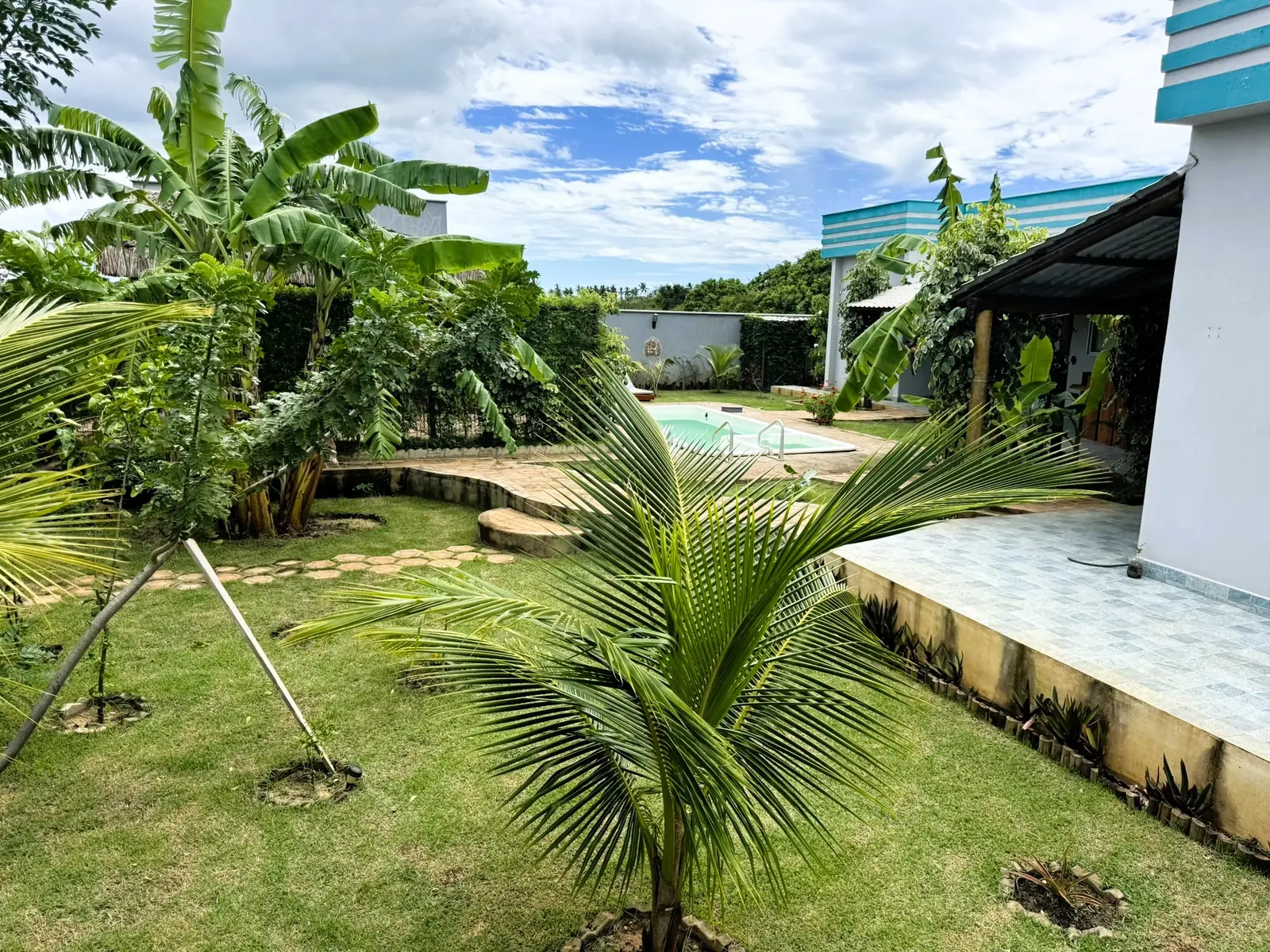 Rasen im Garten mit Bananenstauden, einer jungen Kokospalme sowie Pool und Haus im Hintergrund