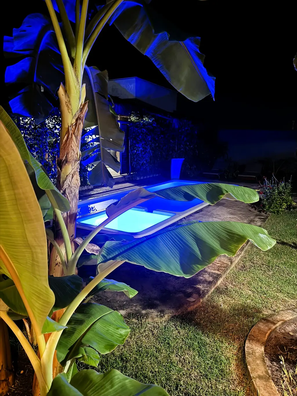 Pool lit blue at night seen through banana leaves in the garden